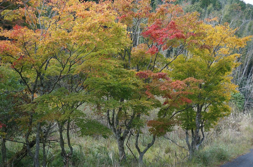 神池寺途中の紅葉
