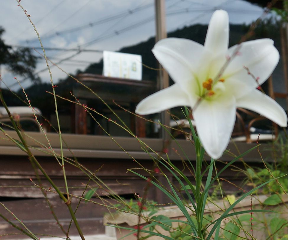 水引と百合