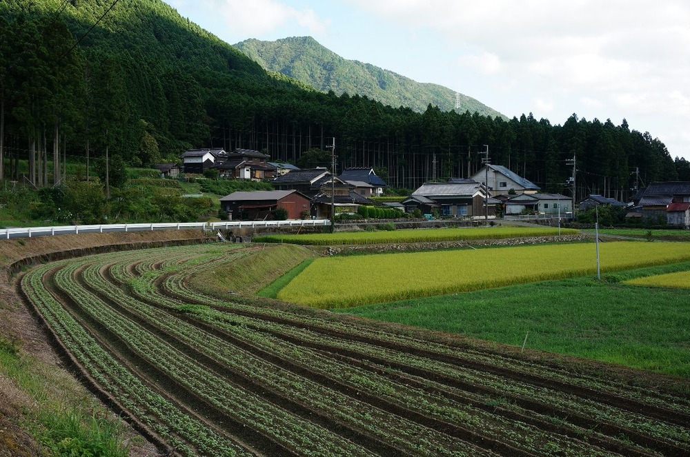 多可町とりま地区のそば芽生え2