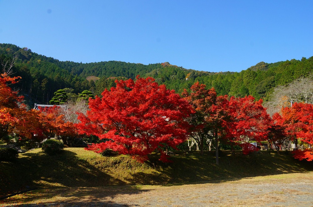 2106石像寺紅葉11