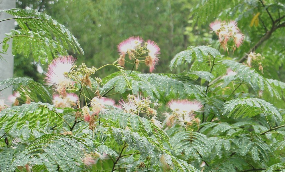 ねむの花３