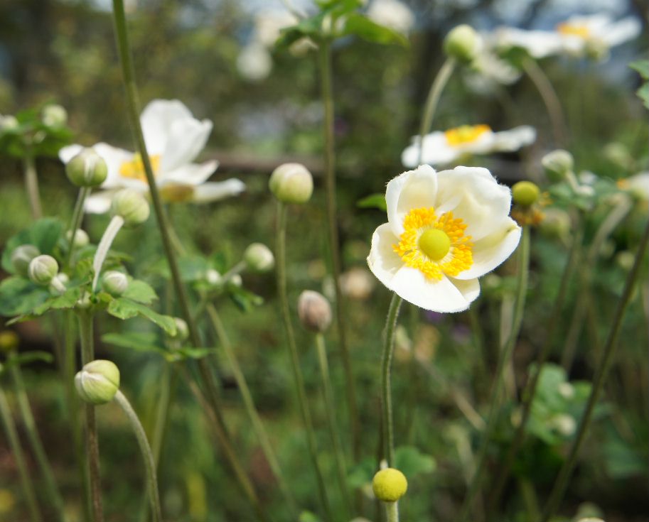 シュウメイ菊