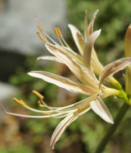 白花彼岸花