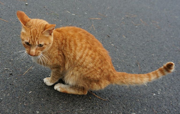 丹後ジャージー牧場の猫
