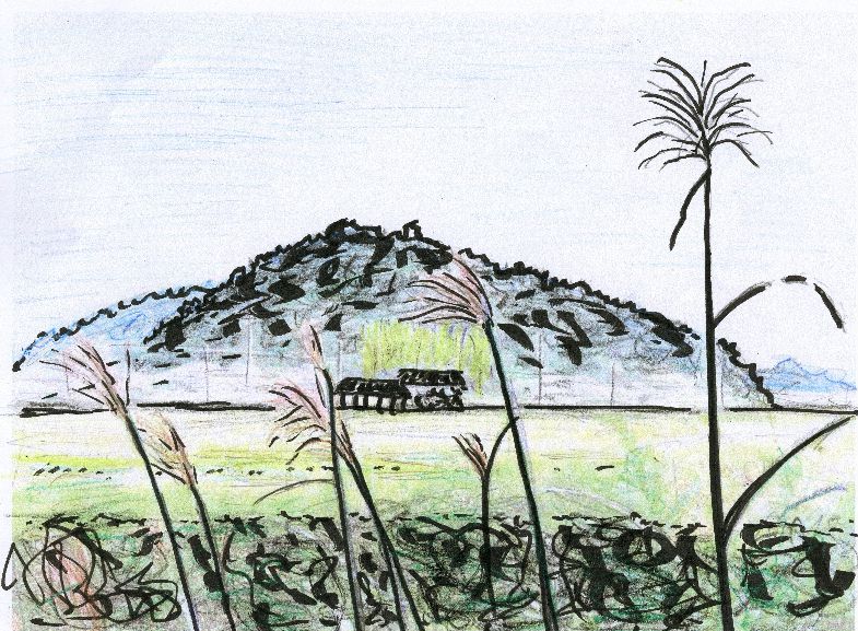 10月絵ススキ