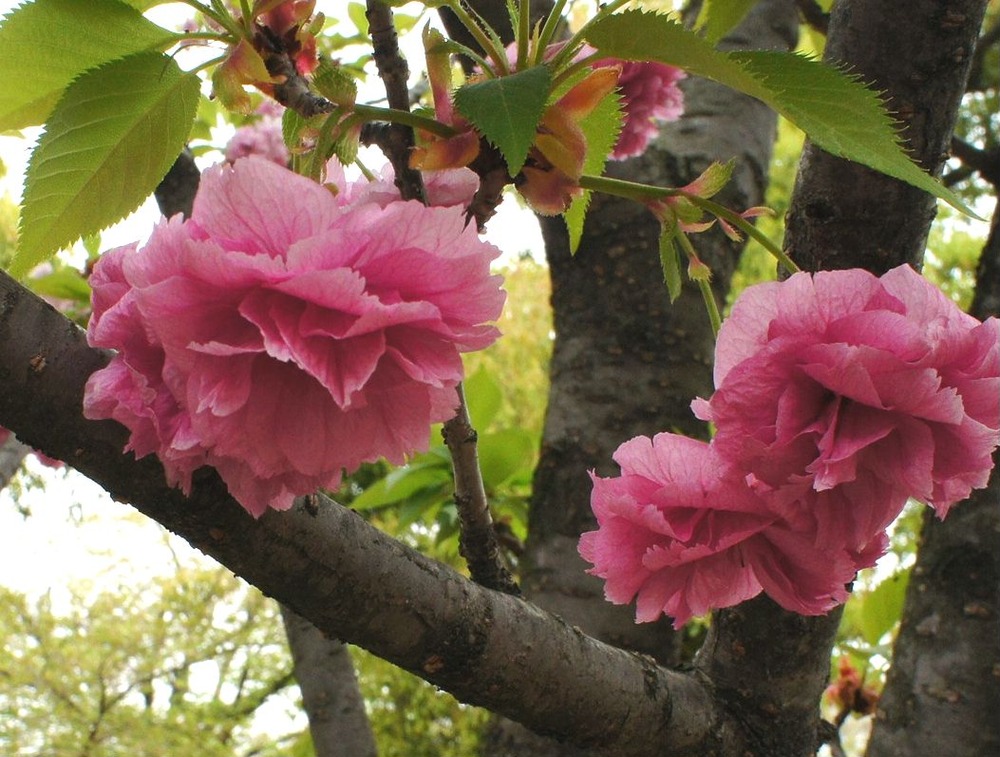 造幣局１４