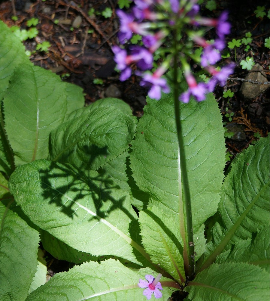 妙高山九輪草5