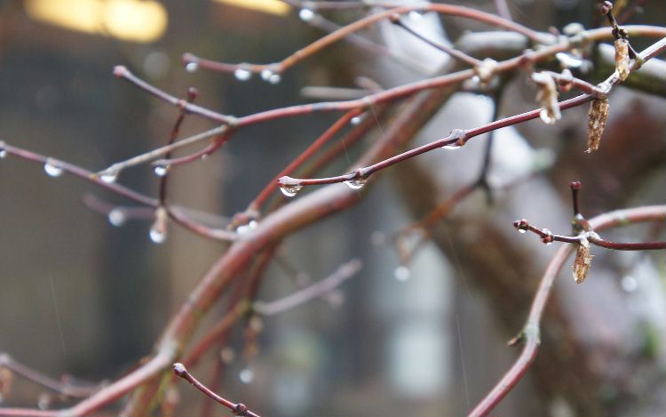小枝に雨粒