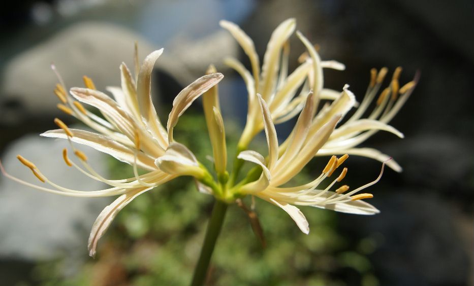 白花彼岸花４