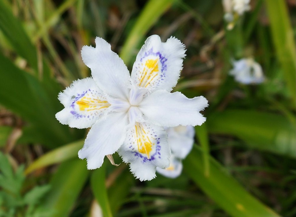シャガの花