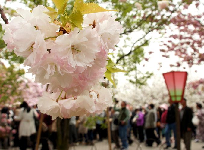 造幣局桜通り抜け１