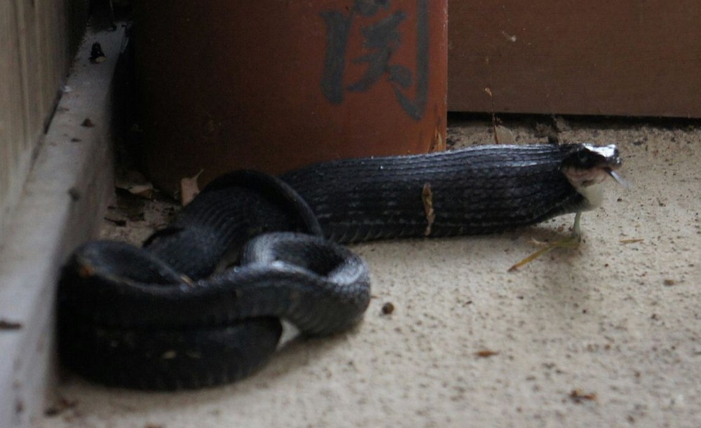 黒蛇食事後