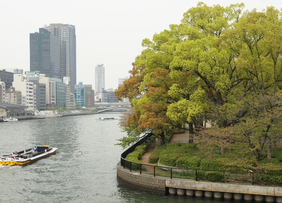 天満橋大川川べりの新緑