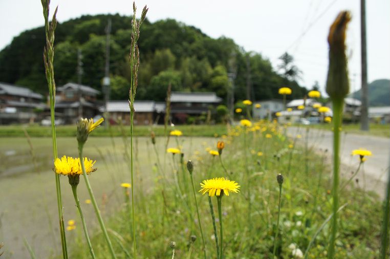 花と