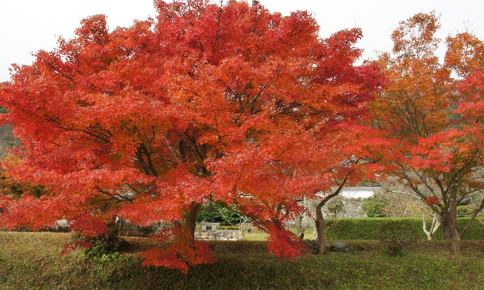 石像寺紅葉