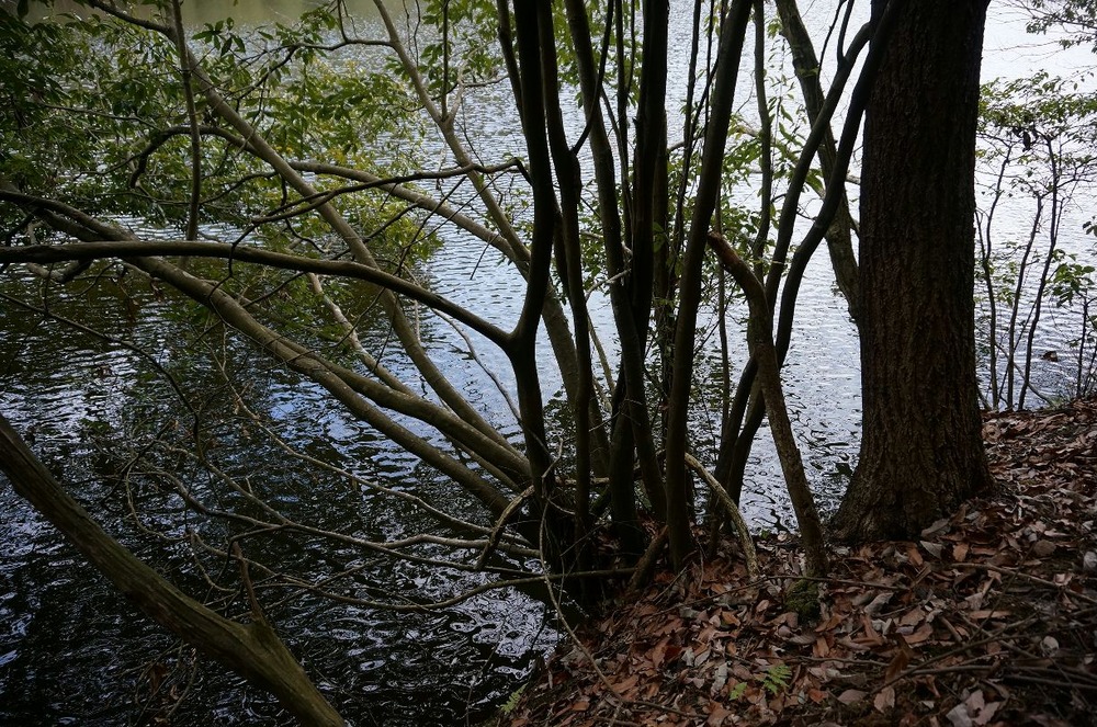 池の木