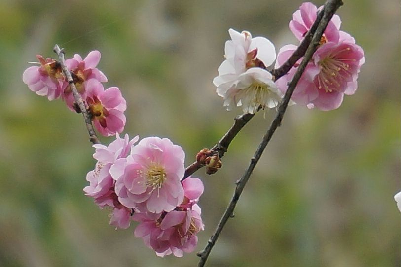 咲き分け？7梅の花