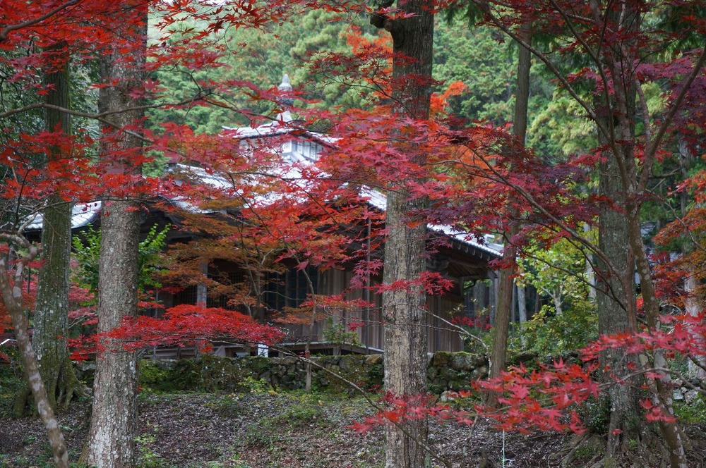 １４年百毫寺の紅葉２