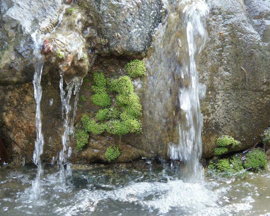 水庭