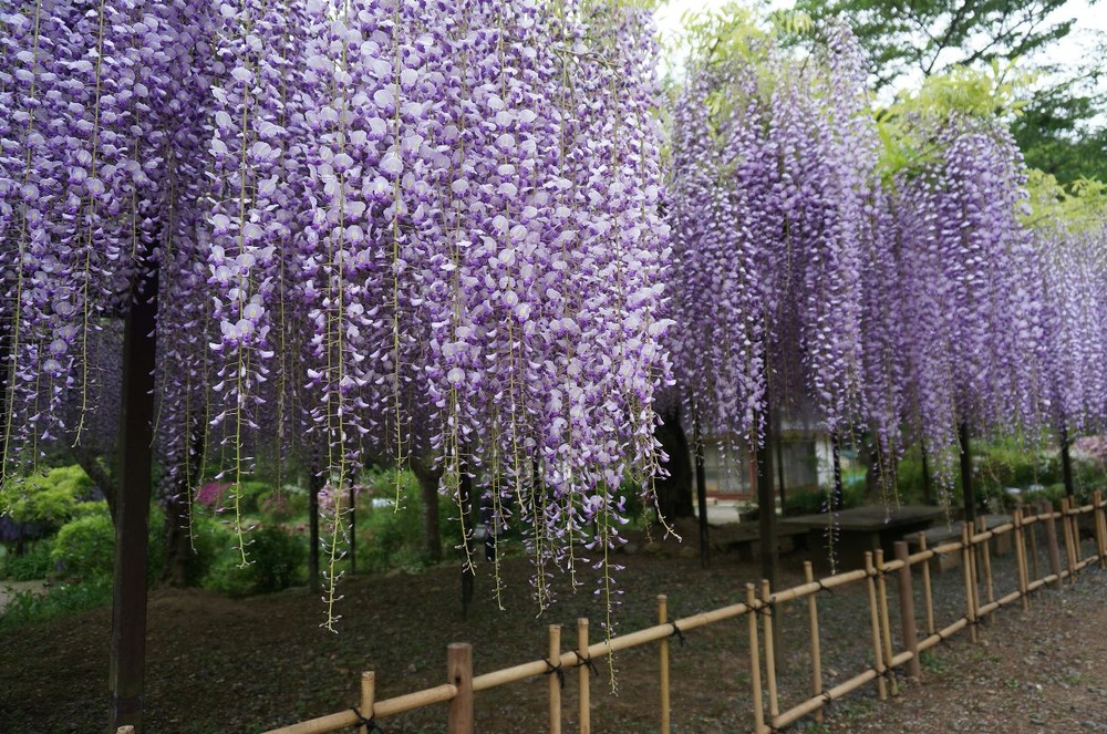 ５月３日九尺藤近藤家