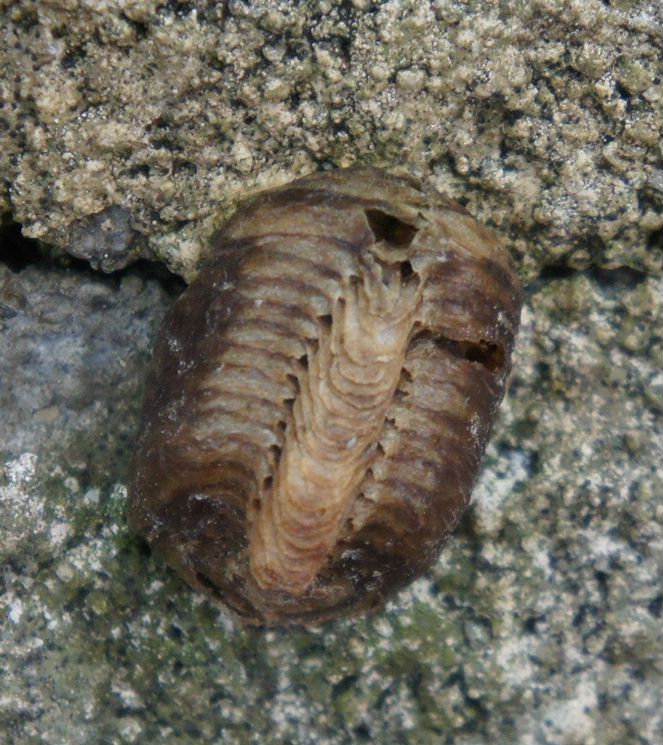 カマキリの卵