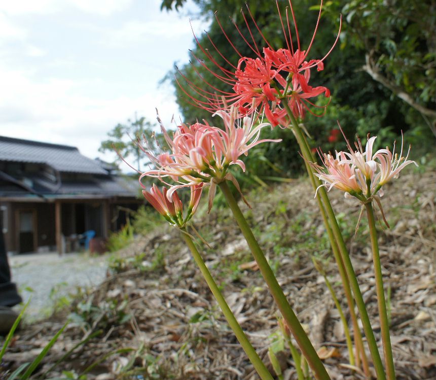 白花？？彼岸花