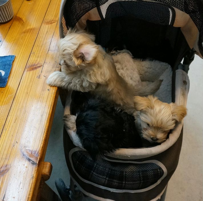 今日のワンコ子犬が6匹
