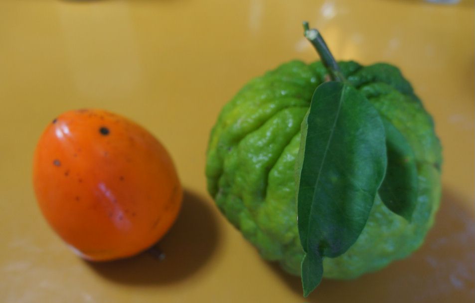 鬼柚子