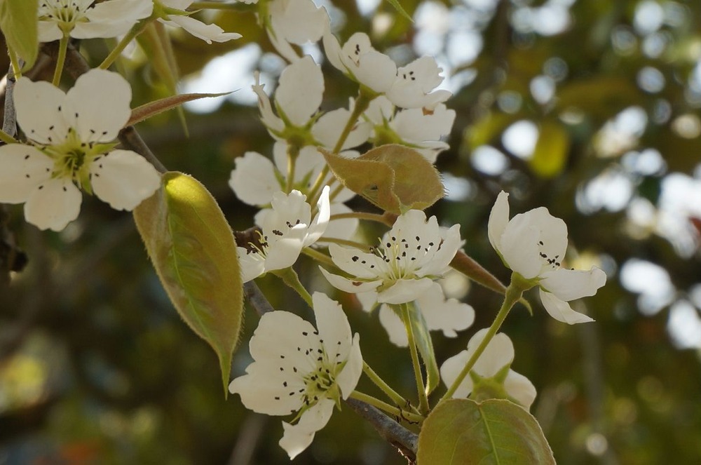 神池寺山桜