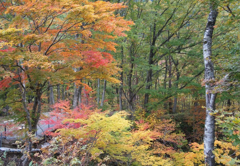 鉛の紅葉