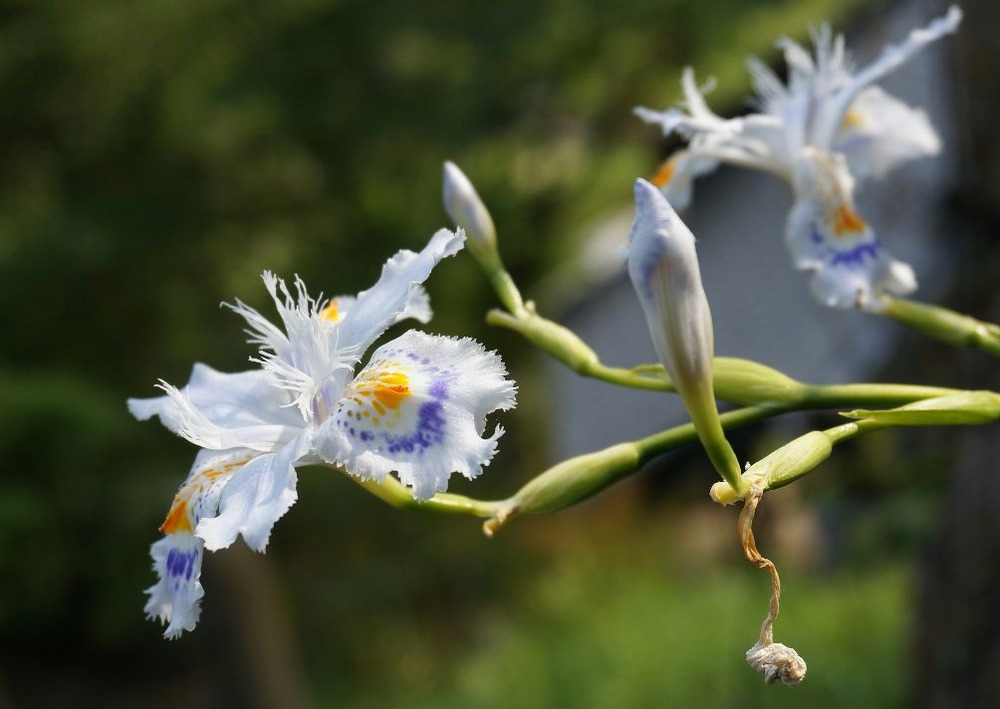 これぞシャガの花
