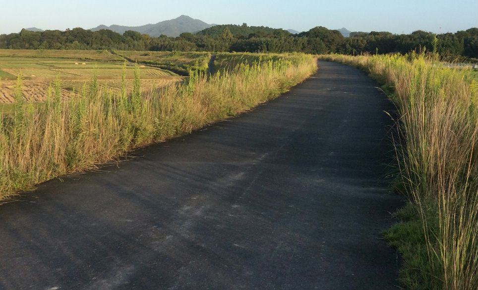 由良川の土手道