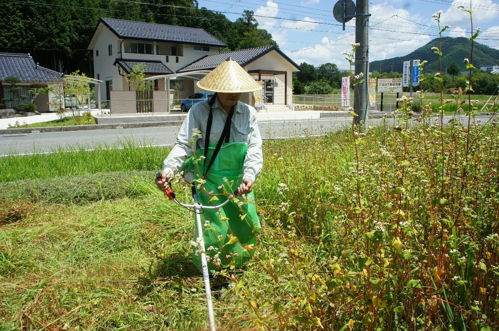そば刈り