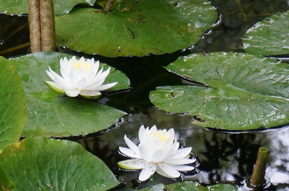 神池寺の蓮