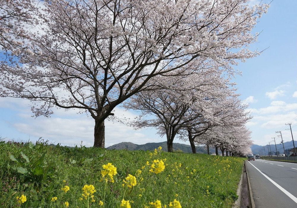 桜と黄色い花