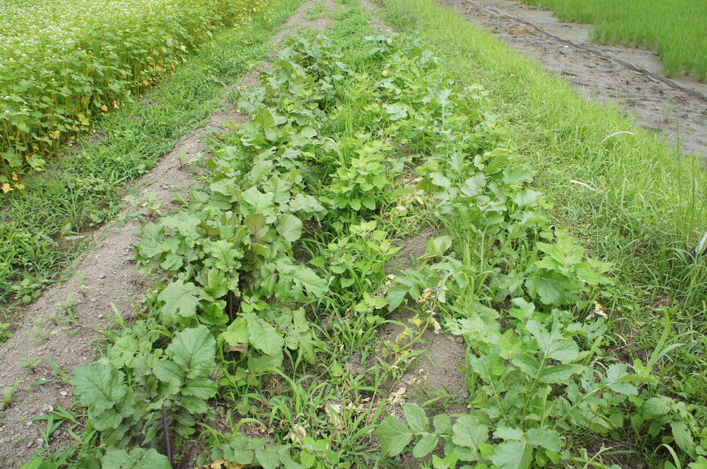 DSC00110