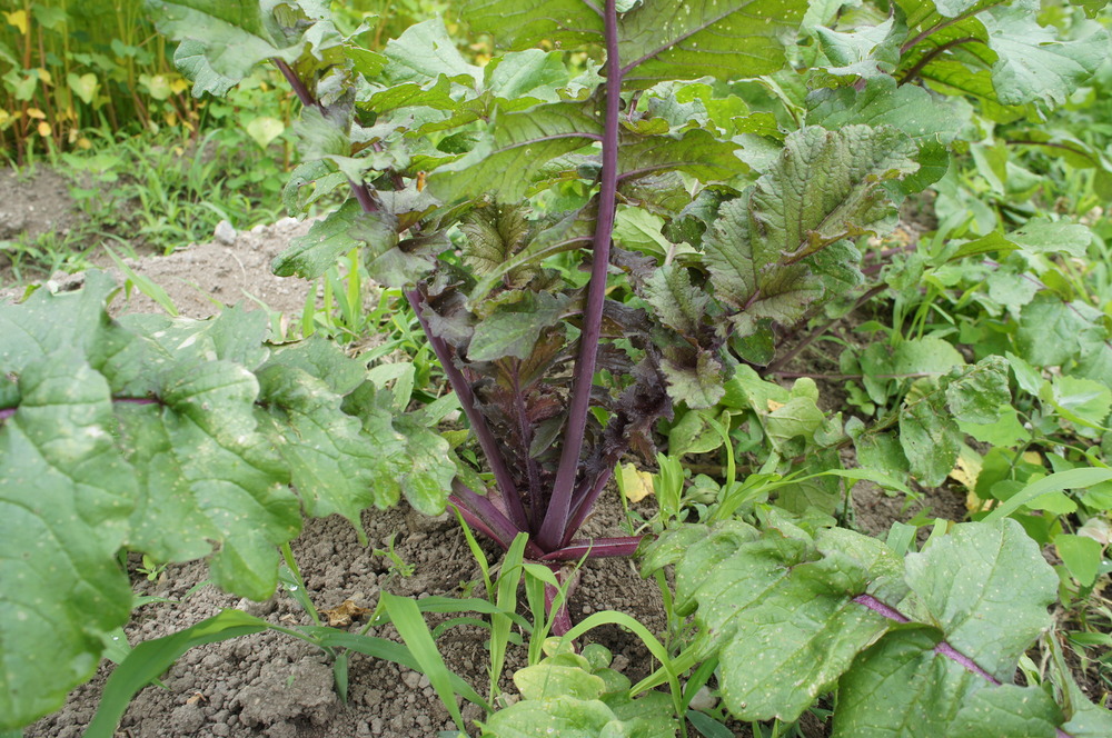 DSC00108