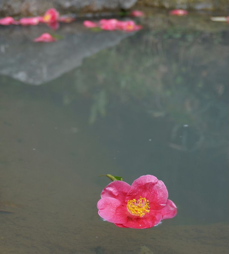 椿の花２