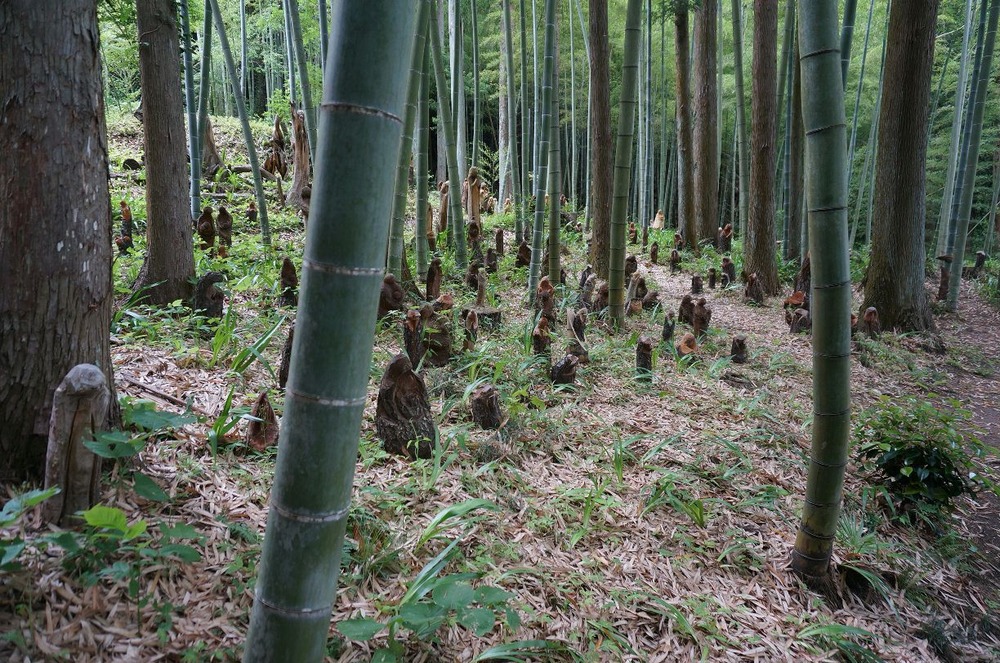 鎮魂の森