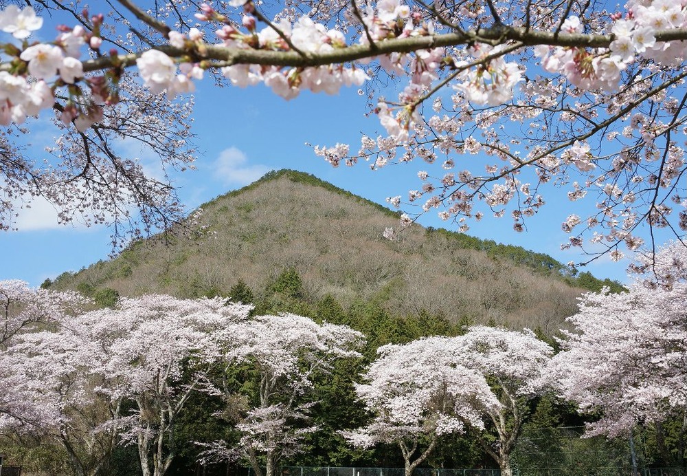 小富士山と桜