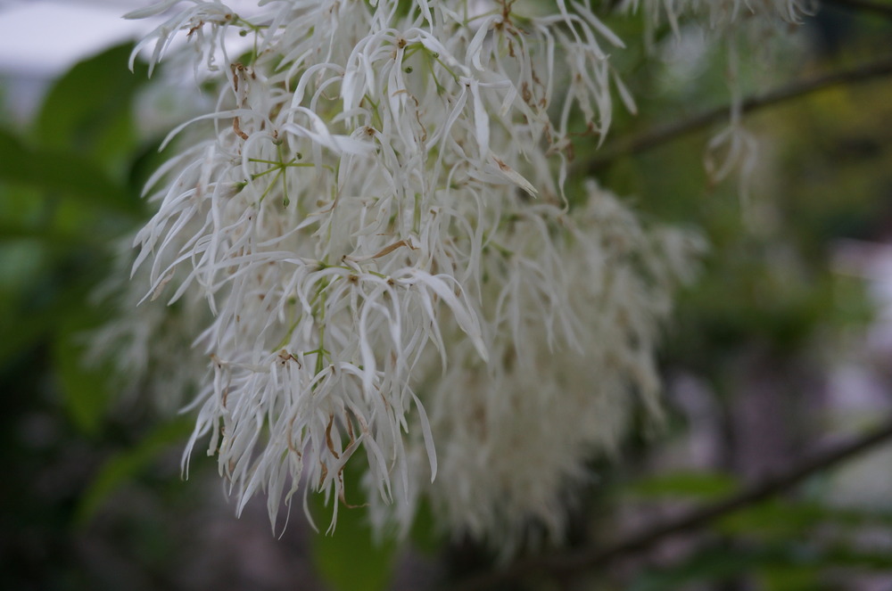 この花は？
