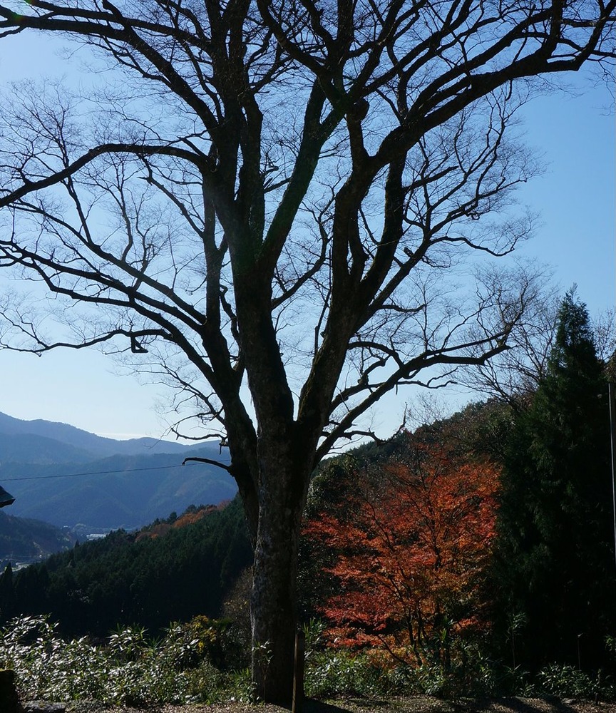 岩戸寺の欅
