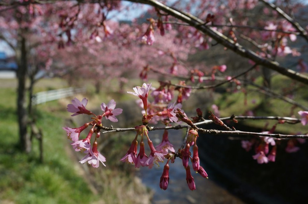 大山の緋寒桜