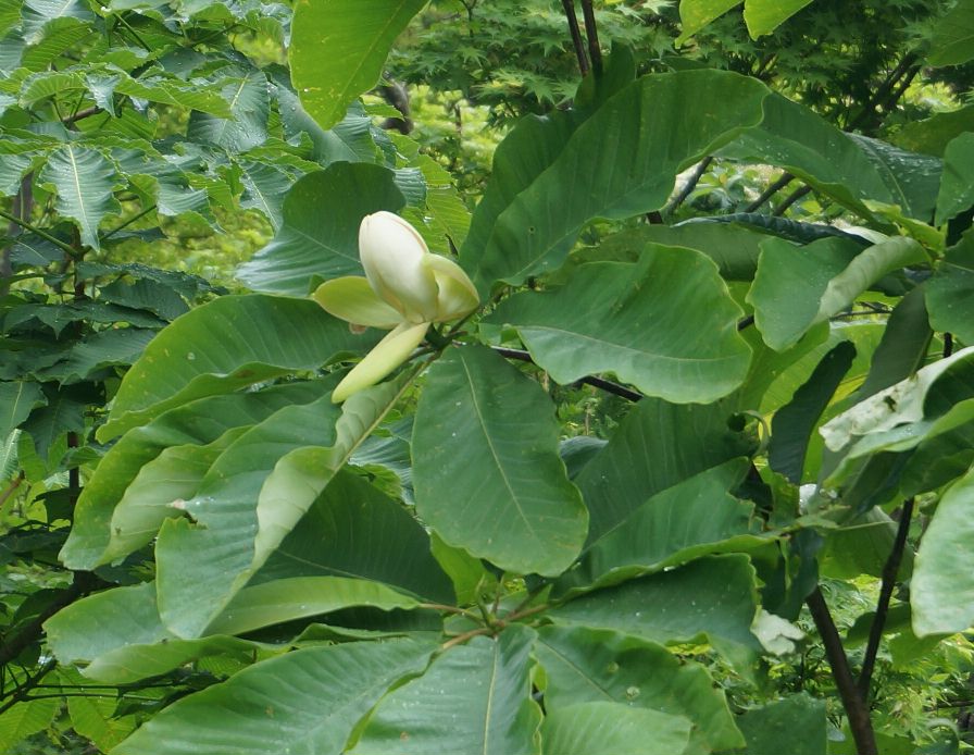 朴の花
