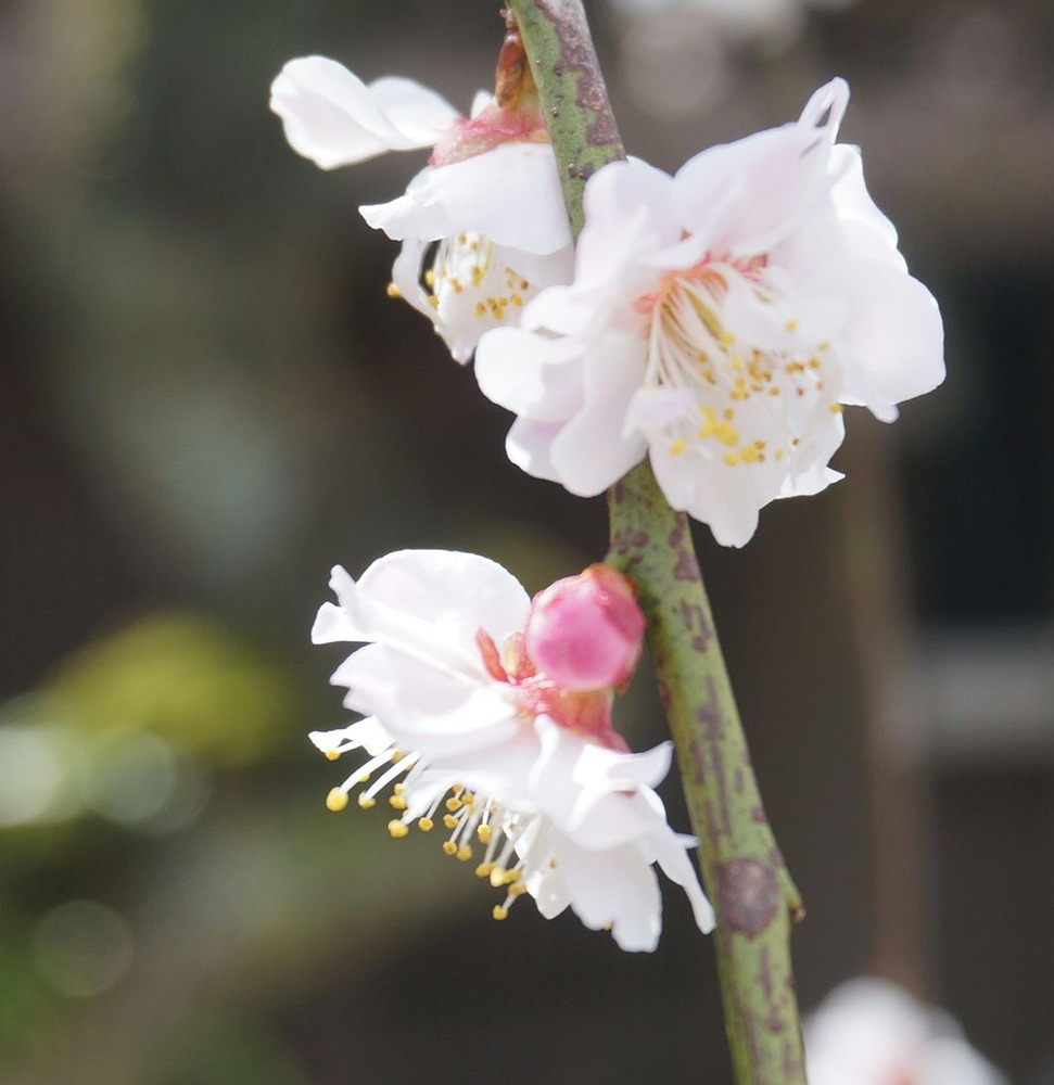 梅の花２