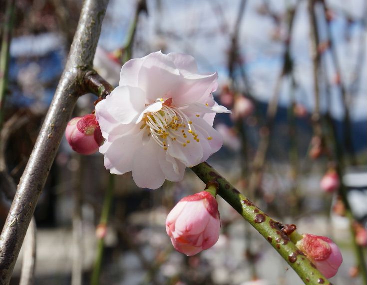 梅の花１