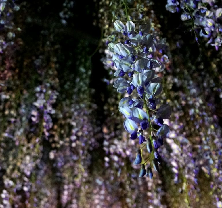 ５月７日夜2