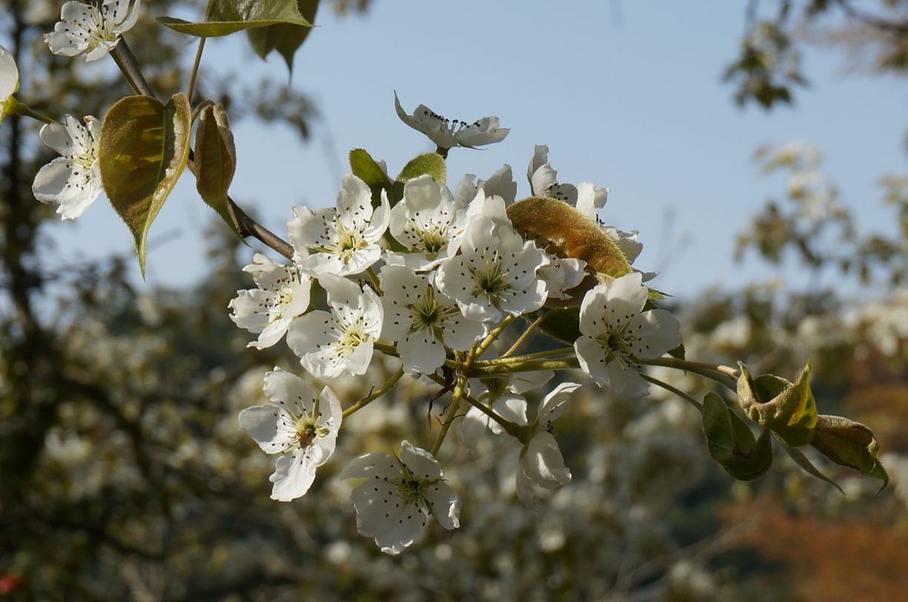 山桜