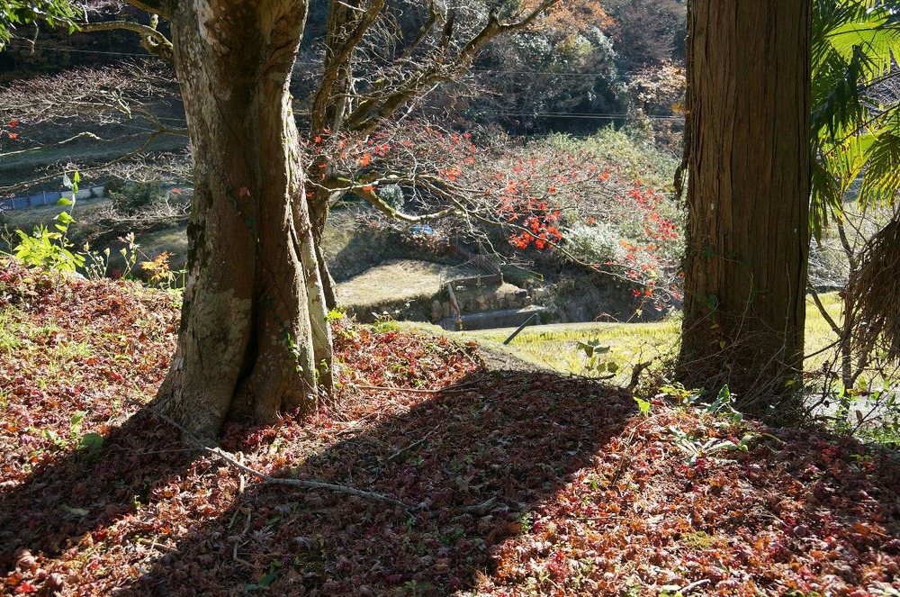 岩戸寺の紅葉