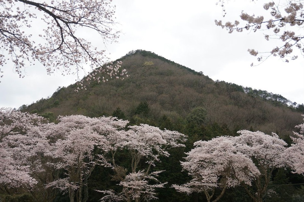 桜と小富士山